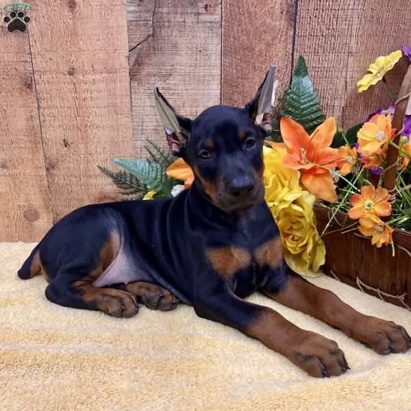 GINGER, Doberman Pinscher Puppy